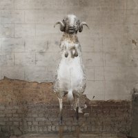 Ram 
