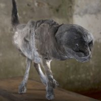 Cat I